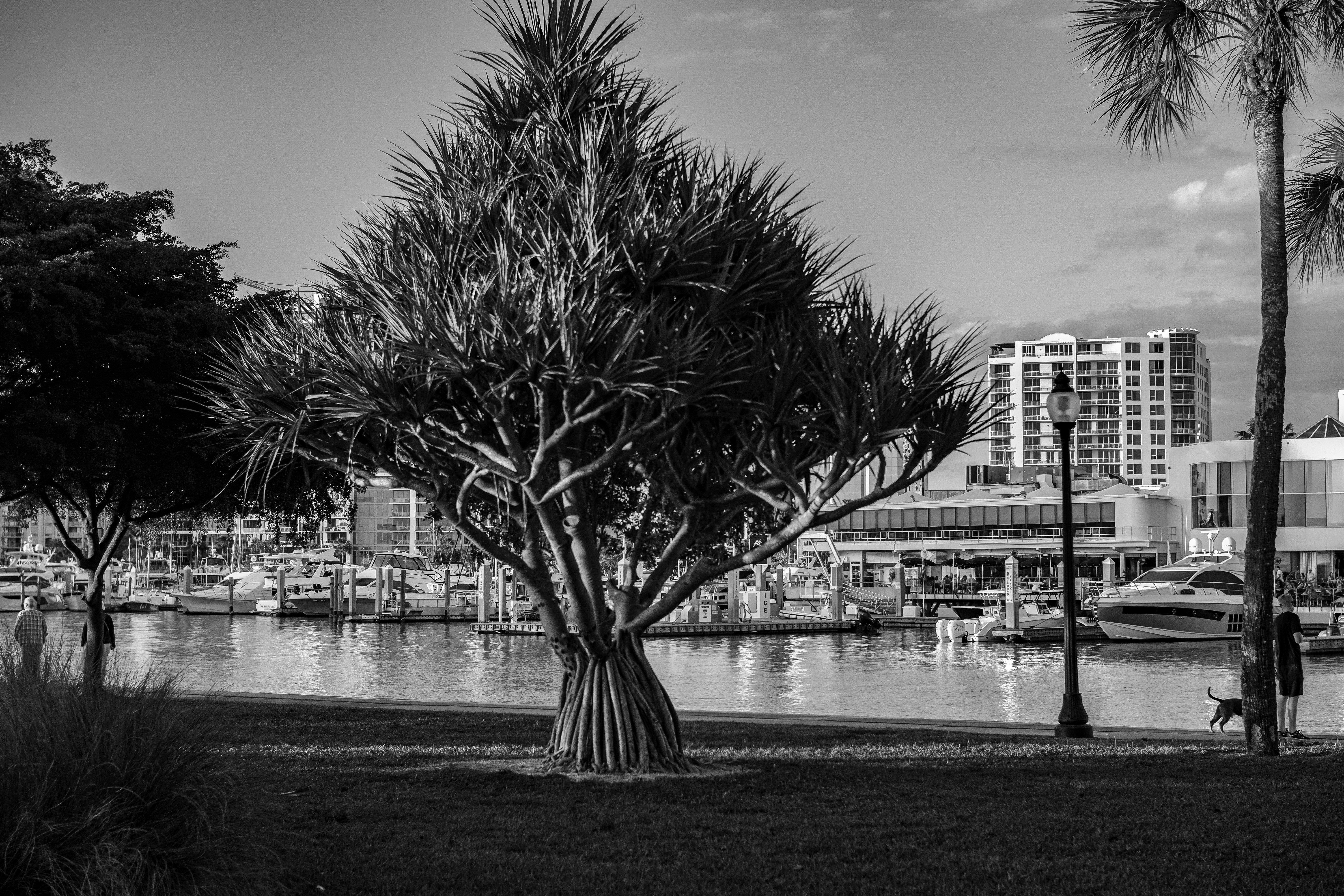 grayscale photo of tree near body of water